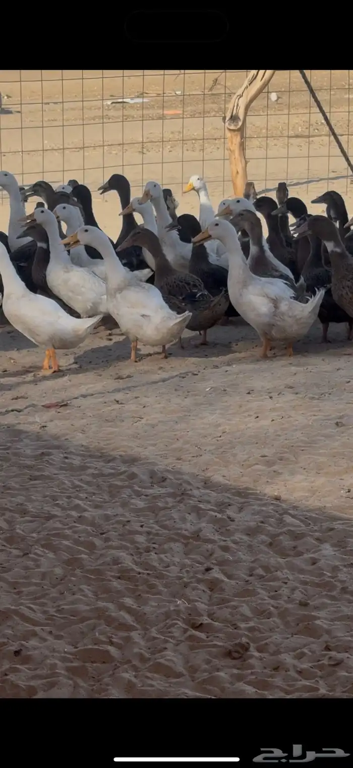 بط مشكل 2
