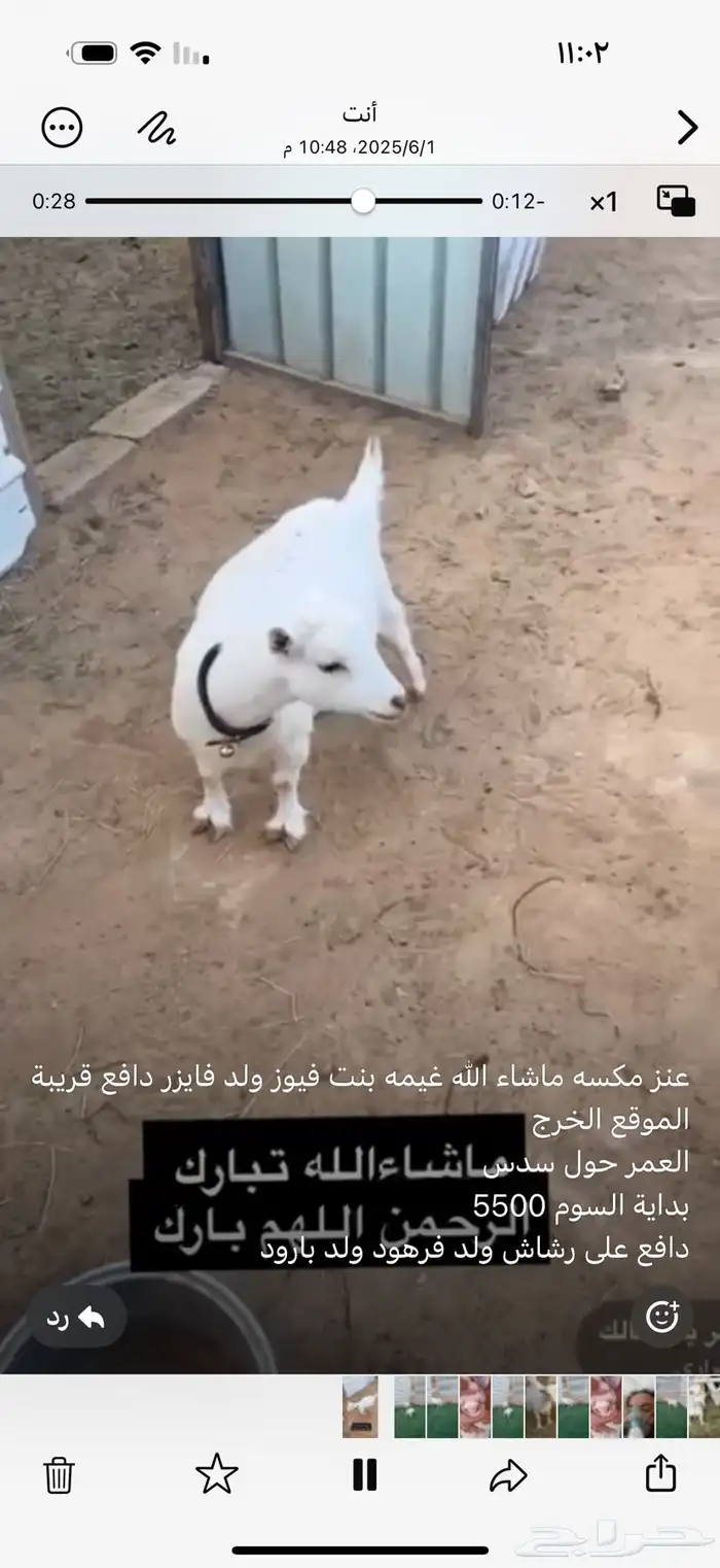 عنز قزميه قريبة ولاد 1