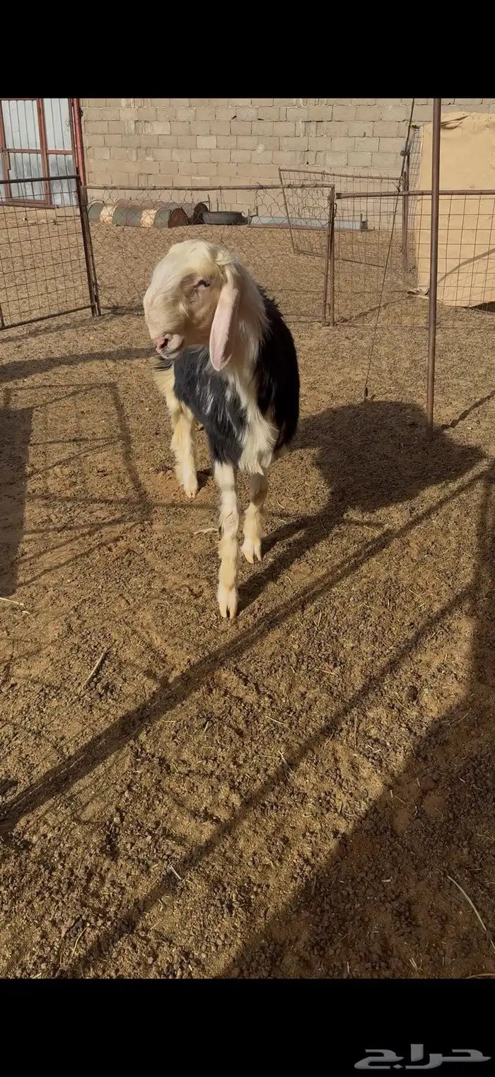 مشروع فحل نجدي خصم 4