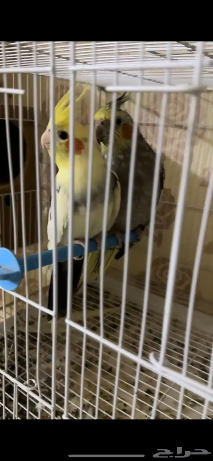 زوج كيروان 1