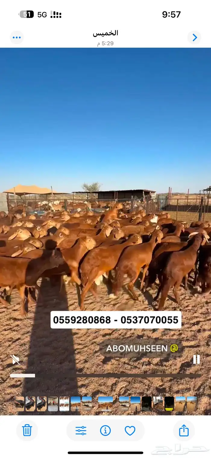اضاحي سواكني 7