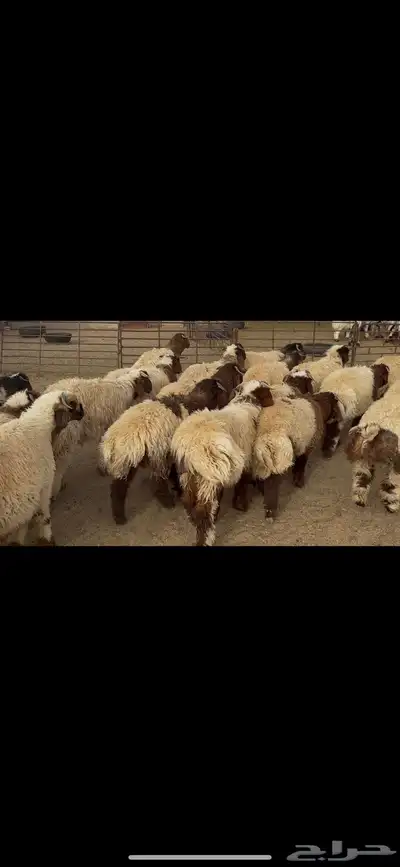 ضحايا خاروف صافي شي فاخر 9