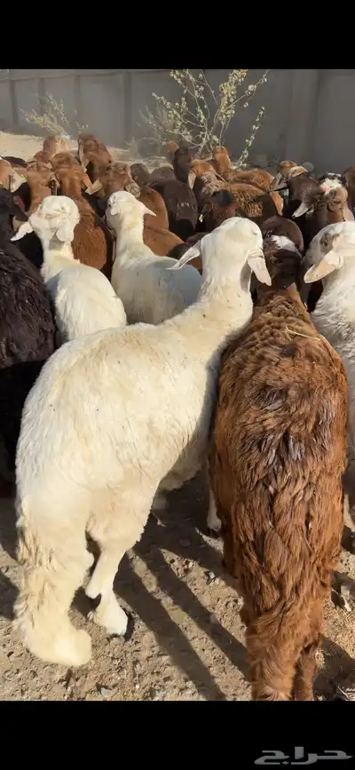 سواكن من الطايف ونشرط جودة اللحم 14