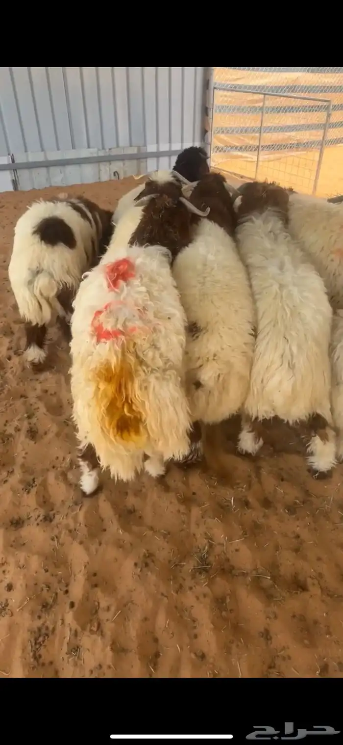طليان تضحي 1