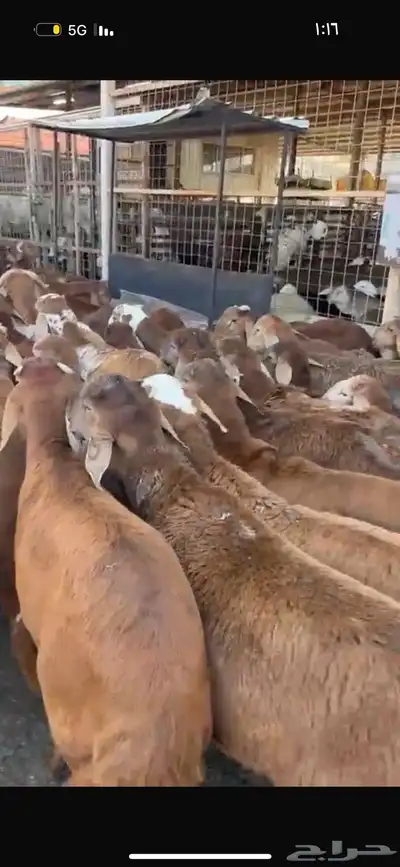 سواكن من الطايف ونشرط جودة اللحم 1