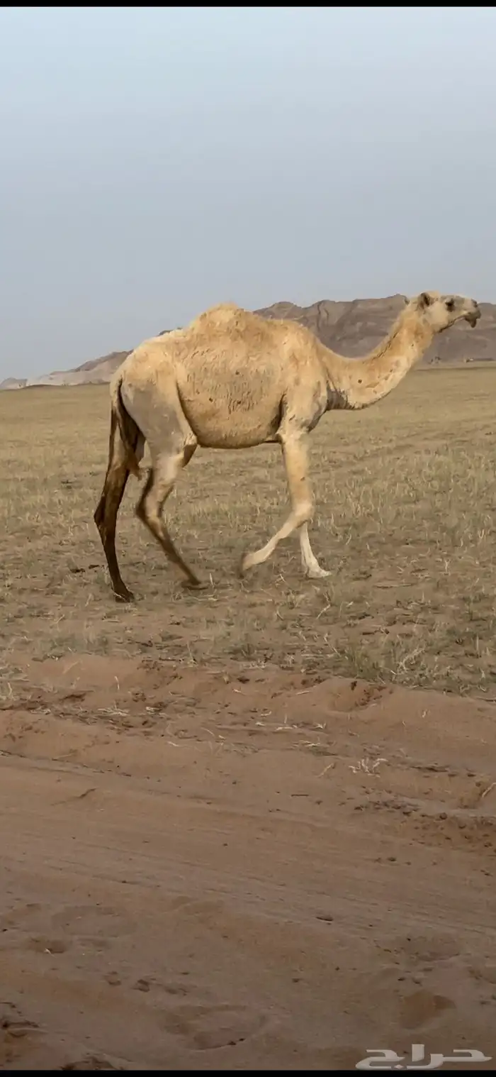 ناقه كفو عونيه 1