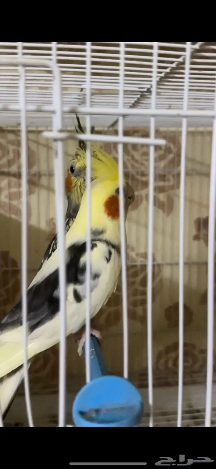 زوج كيروان 6