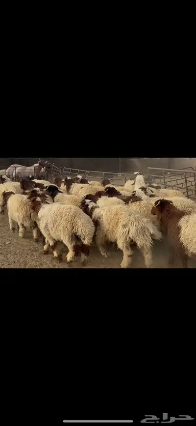 ضحايا خاروف صافي شي فاخر 8