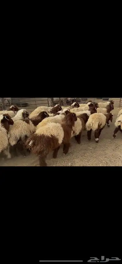 ضحايا خاروف صافي شي فاخر 5