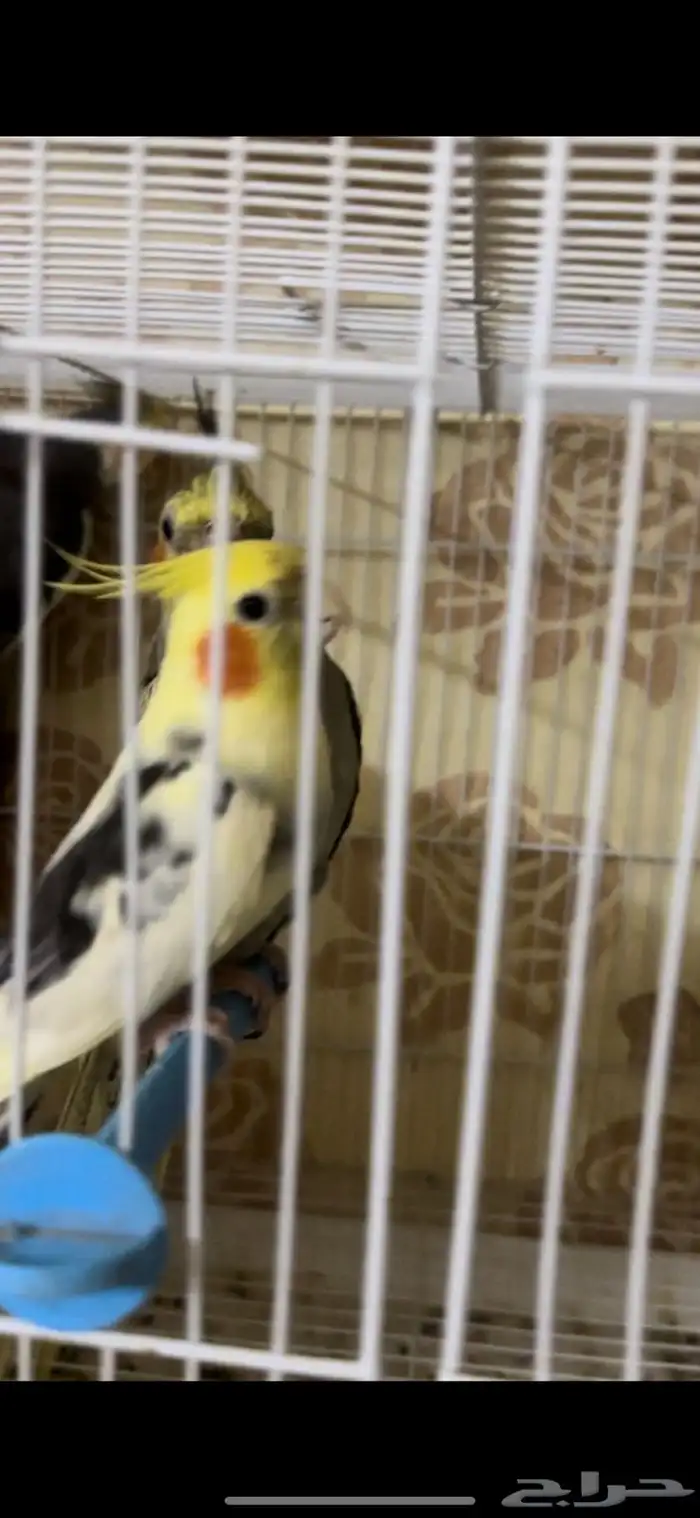 زوج كيروان 5