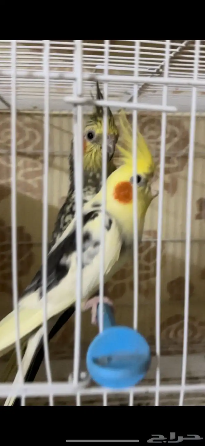 زوج كيروان 7