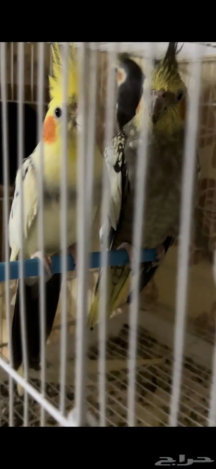 زوج كيروان 11