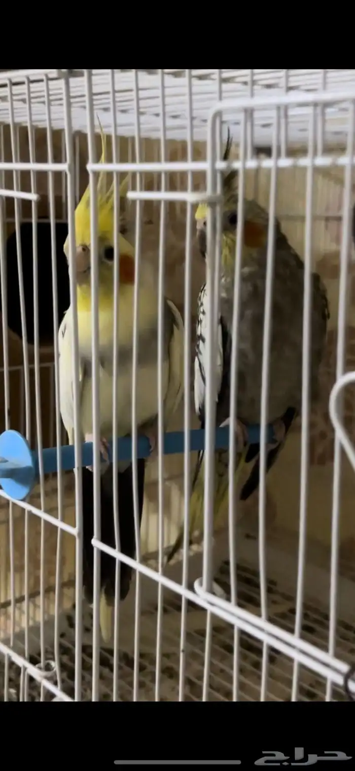 زوج كيروان 12