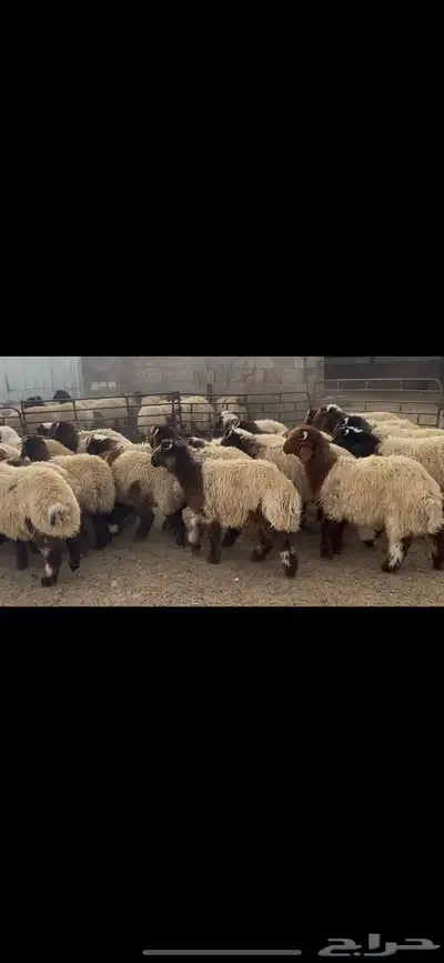 ضحايا خاروف صافي شي فاخر 3