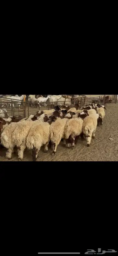 ضحايا خاروف صافي شي فاخر 6