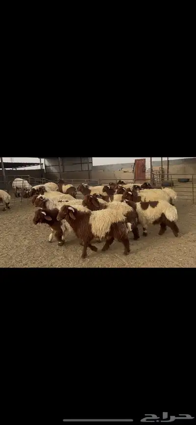 ضحايا خاروف صافي شي فاخر 0
