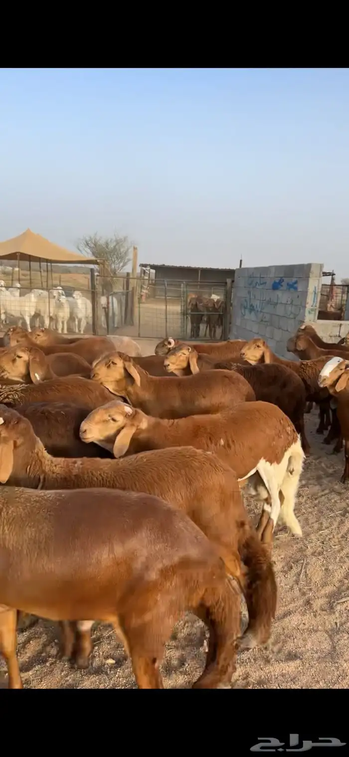 اضاحي سواكني 1