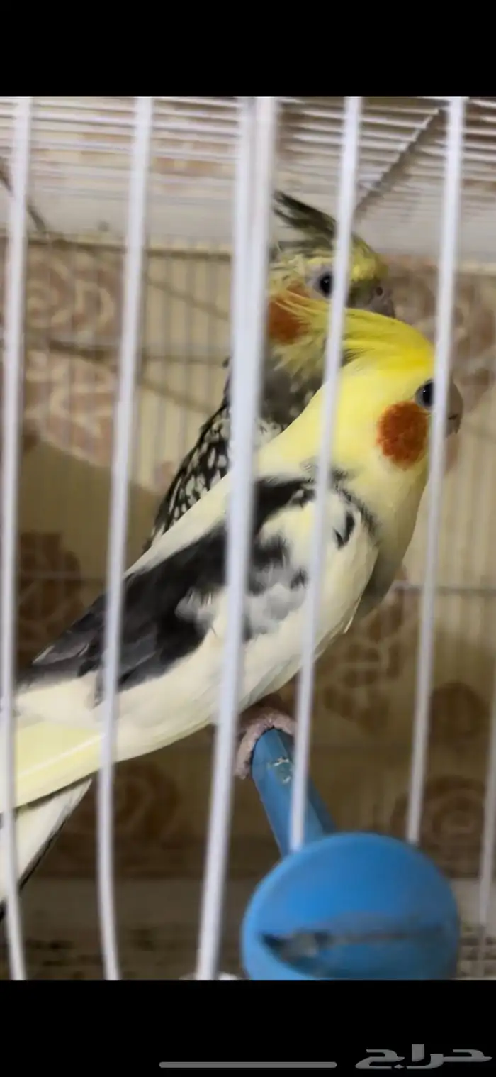 زوج كيروان 4