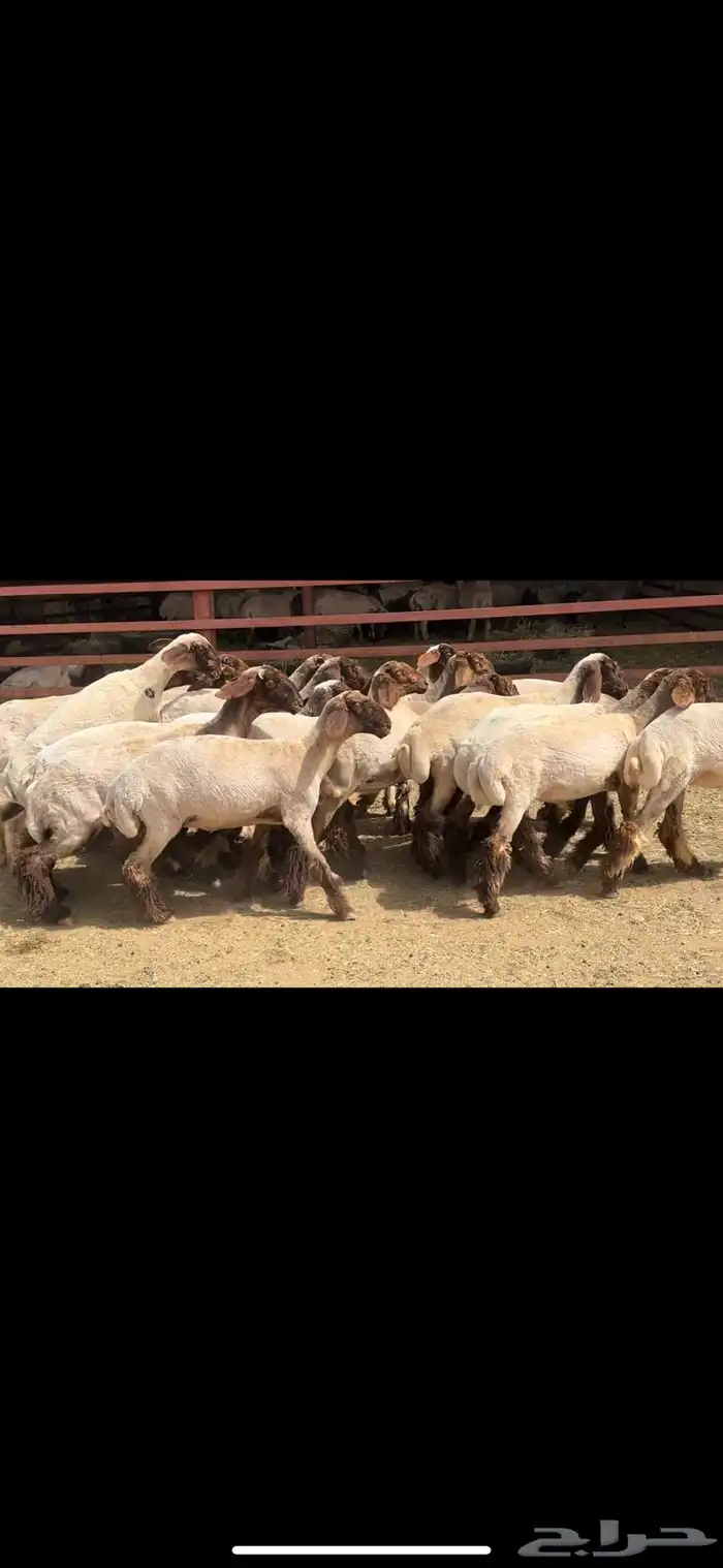 جذعات نعيم صنف مقاني 3