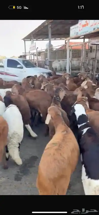 سواكن من الطايف ونشرط جودة اللحم 0