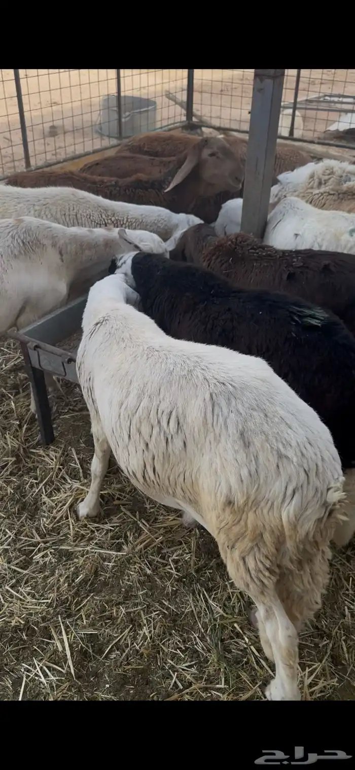 سواكن طيبة مرابي 6 شهور 2