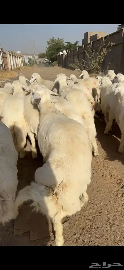 سواكن من الطايف ونشرط جودة اللحم 9