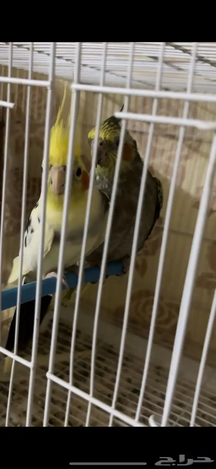 زوج كيروان 2