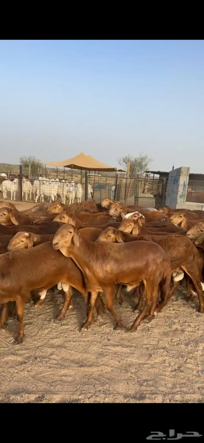 اضاحي سواكني 3
