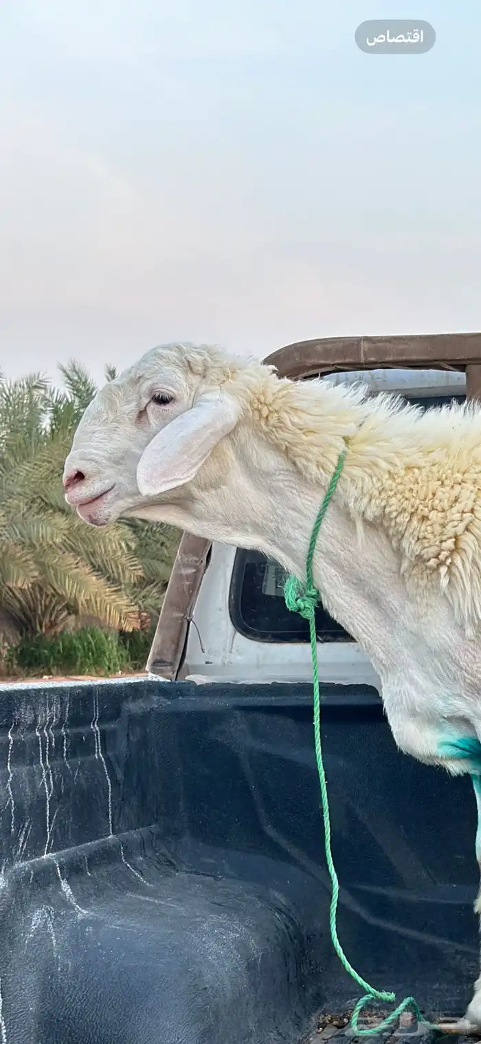 مشروع فحل حري صنف الصنف ( تم البيع) 0