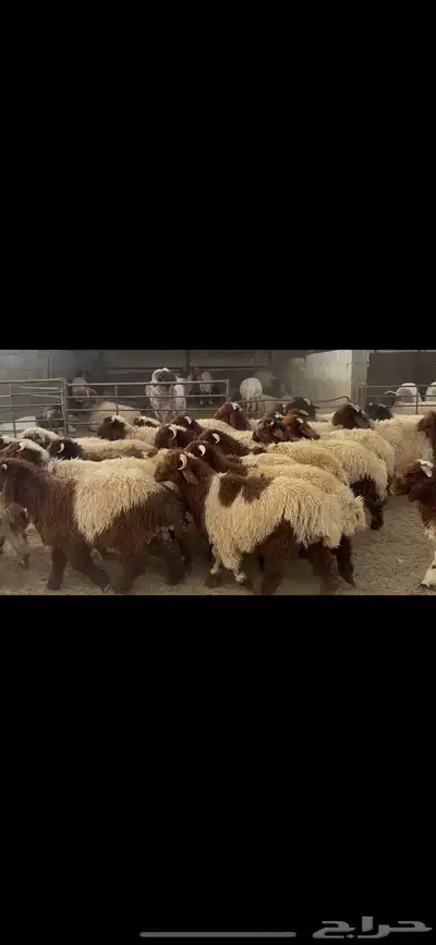ضحايا خاروف صافي شي فاخر 1