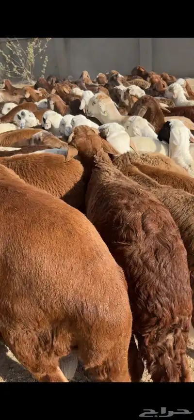 سواكن من الطايف ونشرط جودة اللحم 6