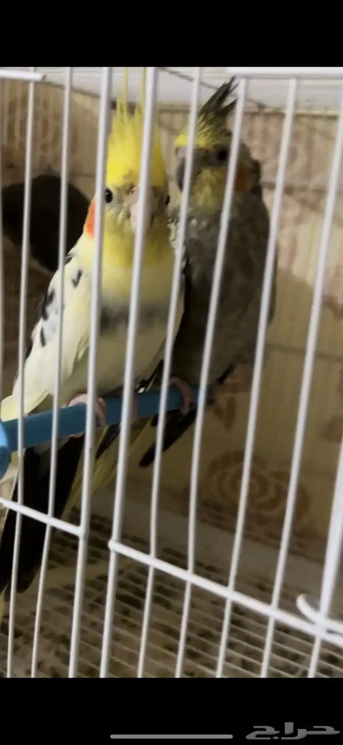 زوج كيروان 9