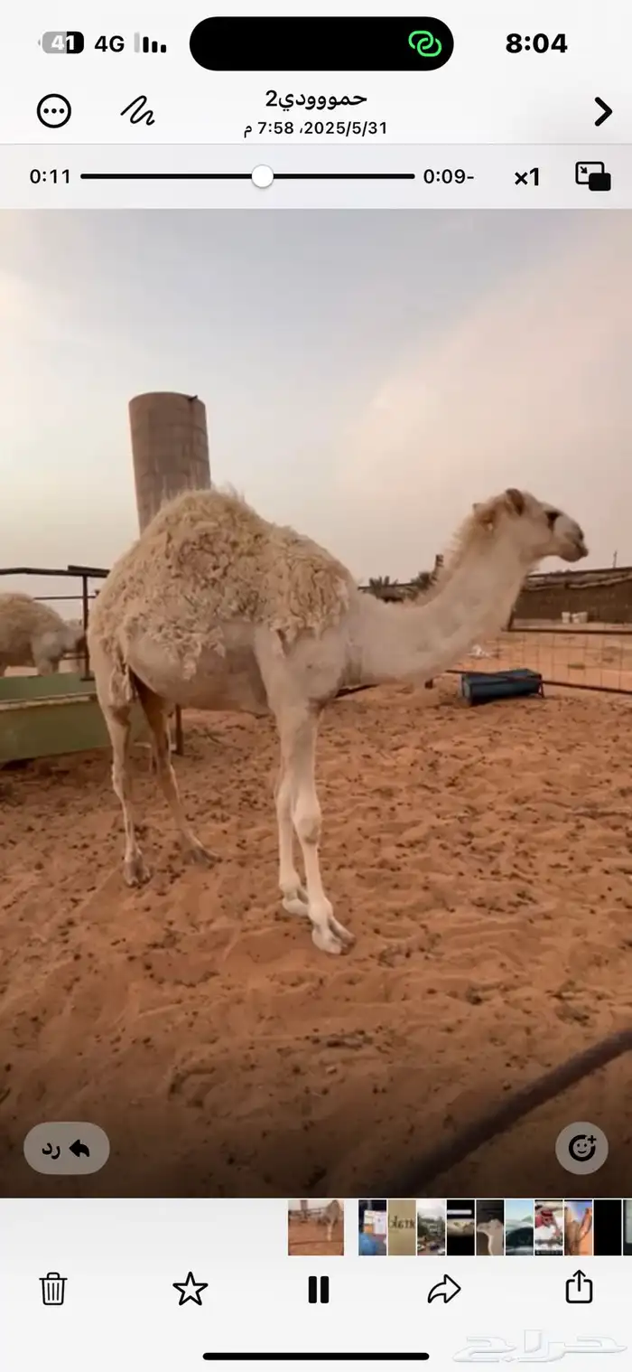قعود اوضح مفرود سنه وخمس شهور طيب 1