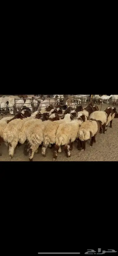 ضحايا خاروف صافي شي فاخر 4