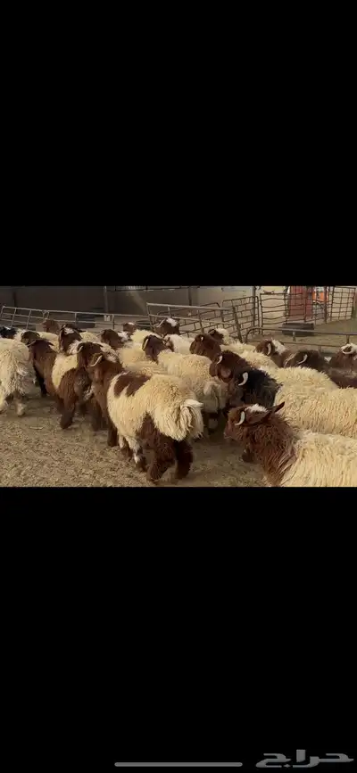 ضحايا خاروف صافي شي فاخر 7