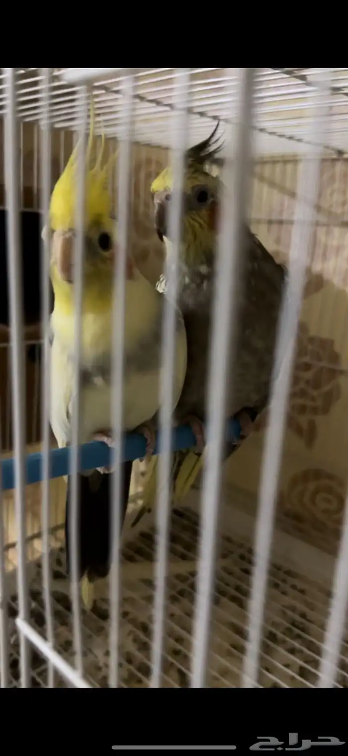 زوج كيروان 0