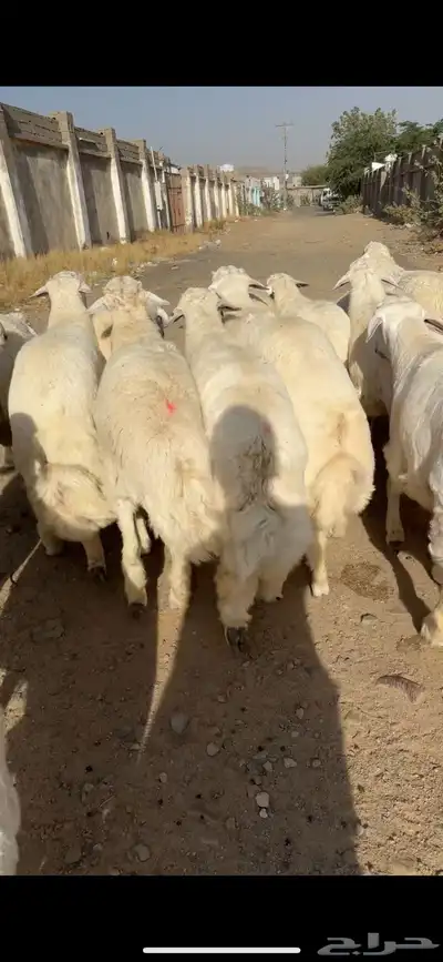 سواكن من الطايف ونشرط جودة اللحم 8