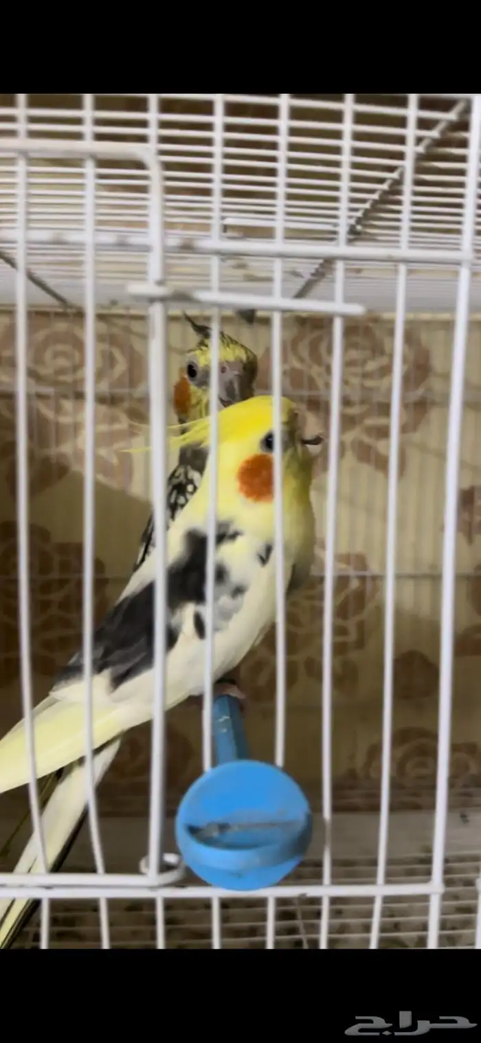 زوج كيروان 3