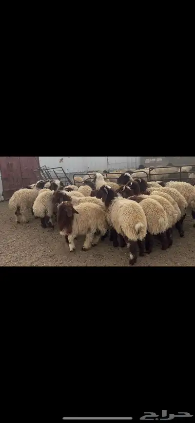 ضحايا خاروف صافي شي فاخر 2