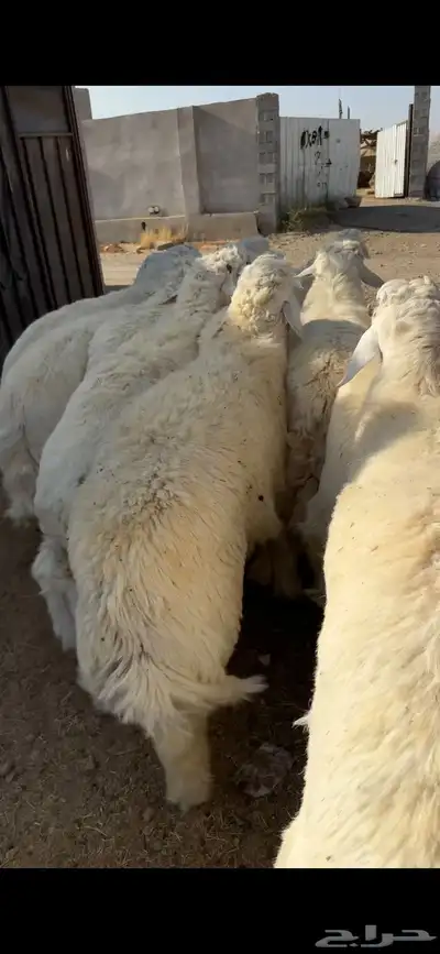 سواكن من الطايف ونشرط جودة اللحم 12