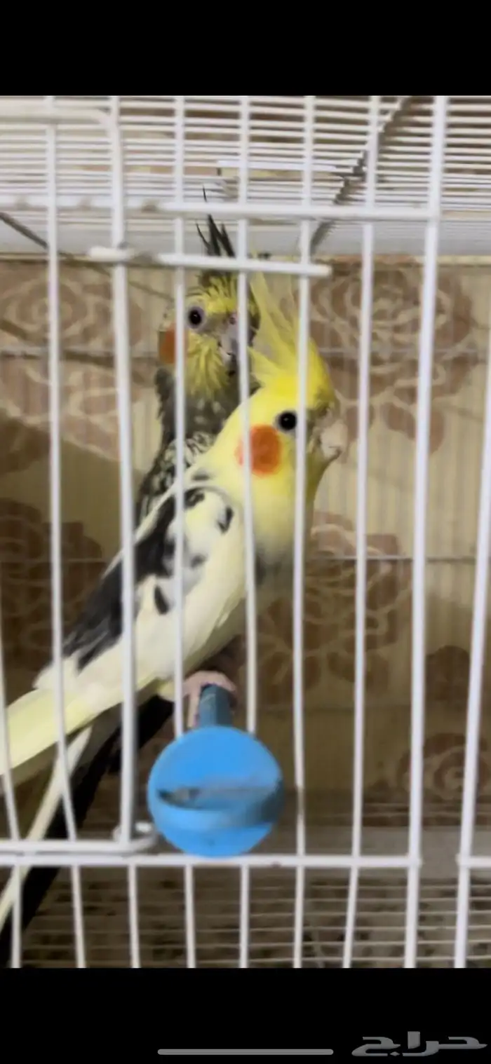 زوج كيروان 8