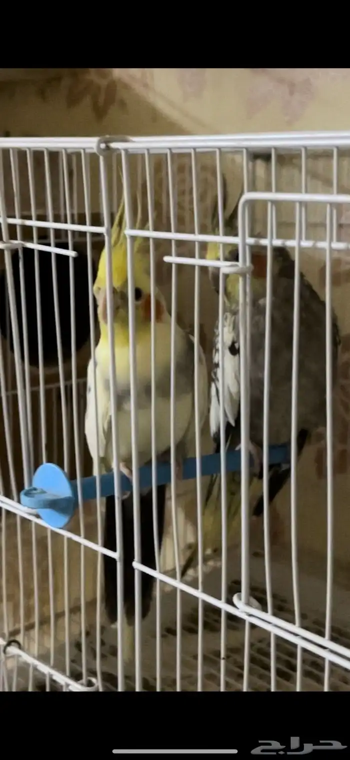 زوج كيروان 13