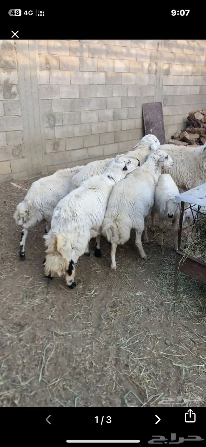 اربعه خرفان للبيع 0