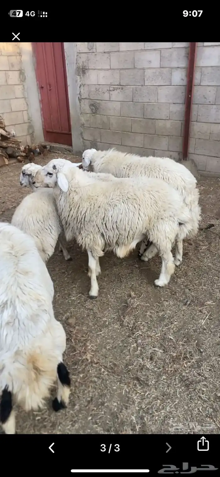 اربعه خرفان للبيع 2
