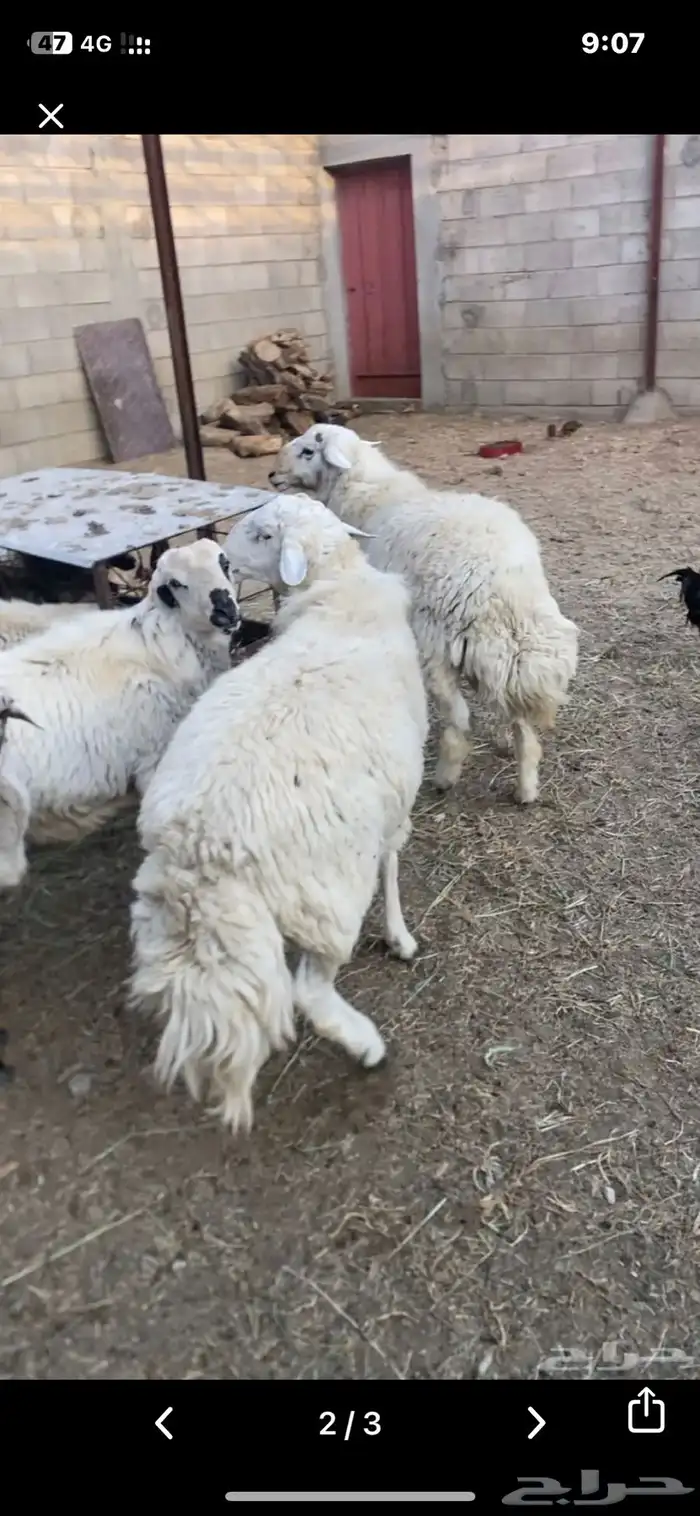 اربعه خرفان للبيع 1