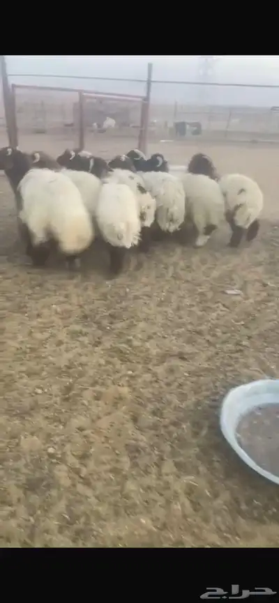 ضحايا للحجز نعيم و سواكن 0