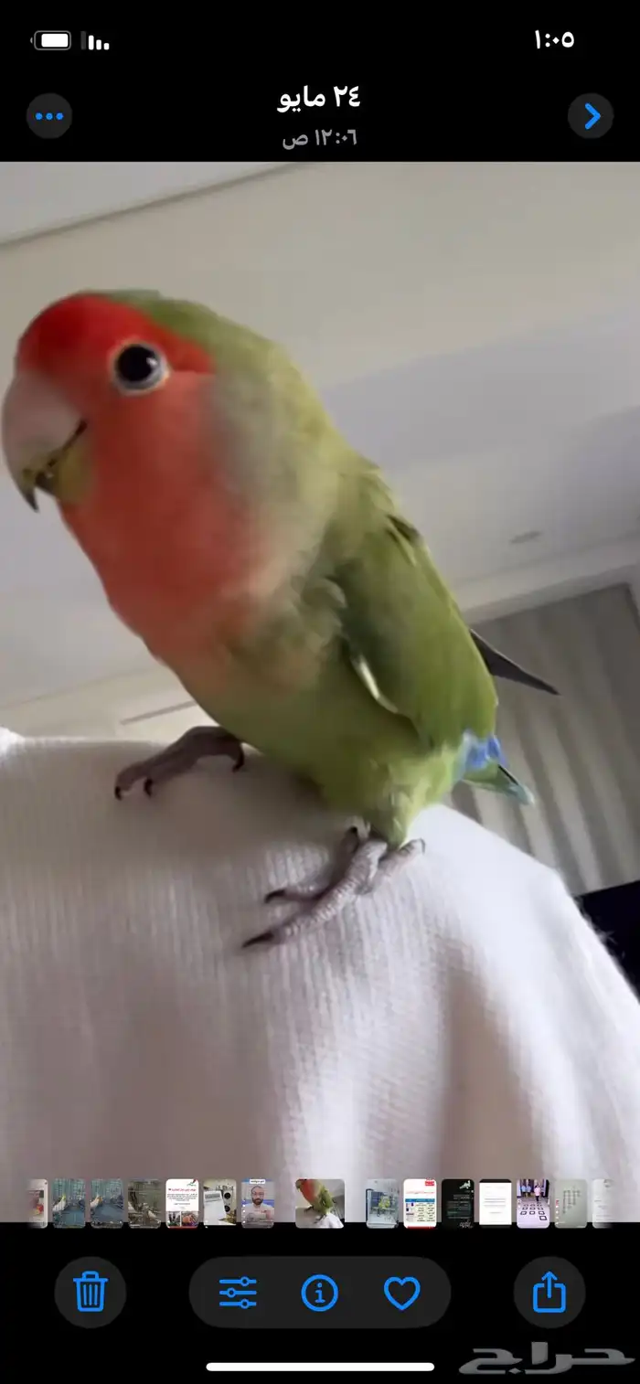 انثى روز وجوز بادجي للبيع 0