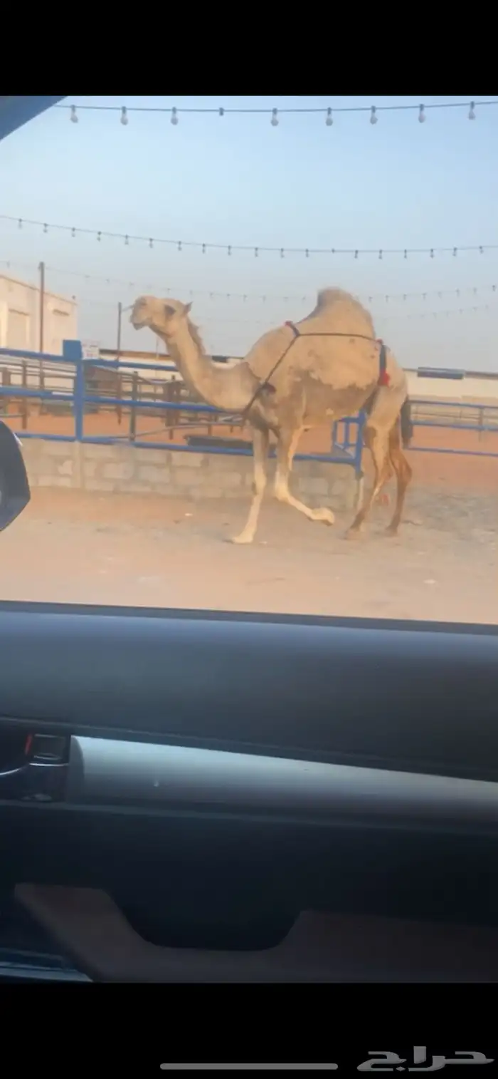شقحا كفو 0