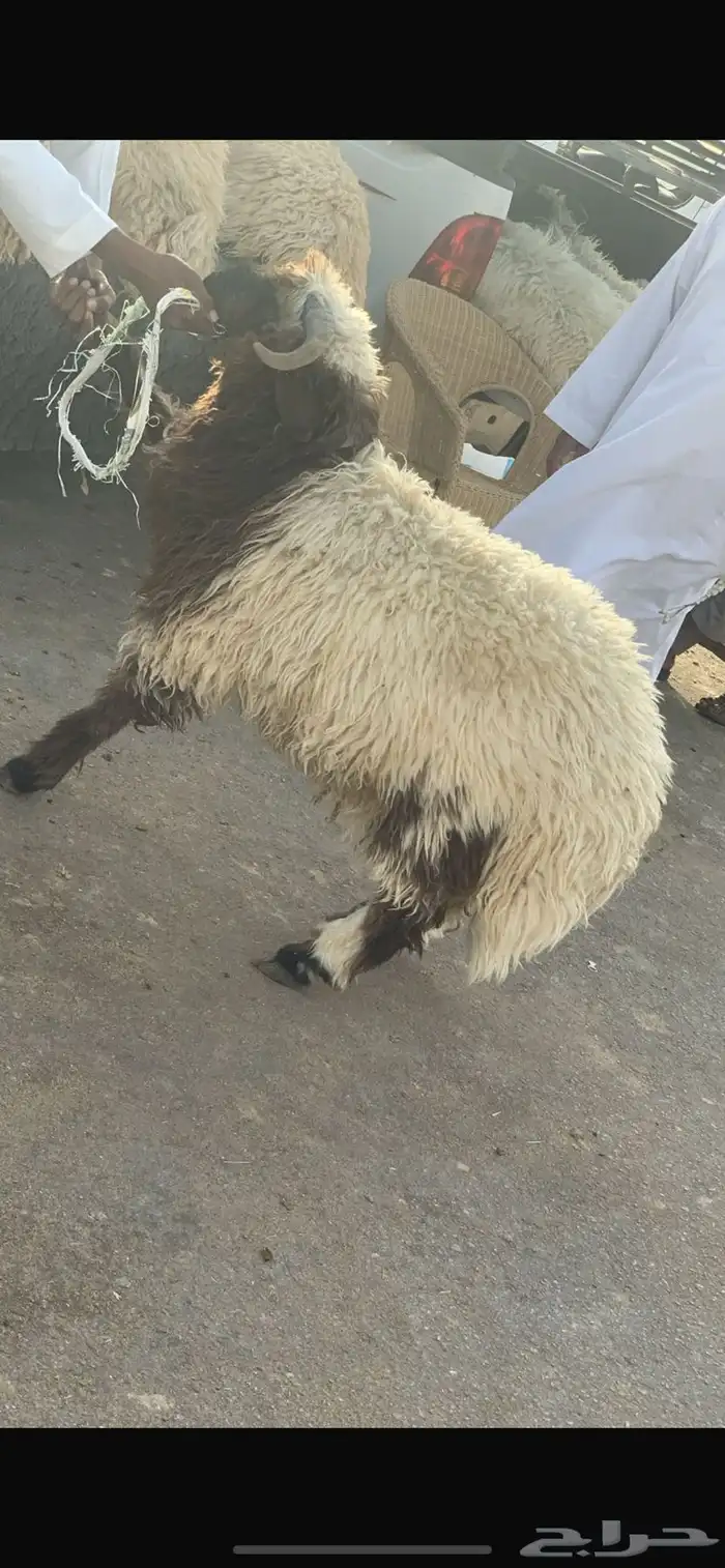 ضحايا نعيم جبره كناور 4