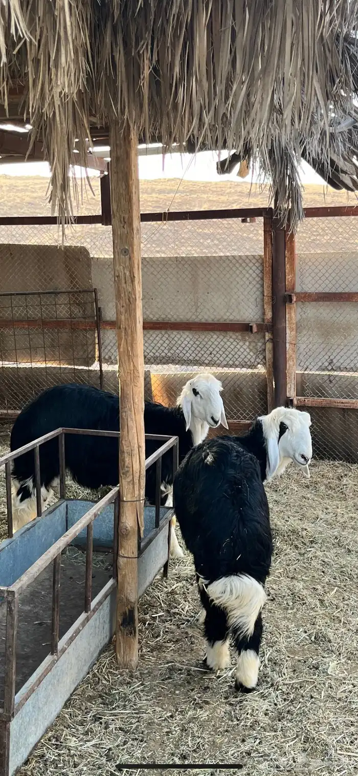 ضحايا نجد خروف ورخله 5